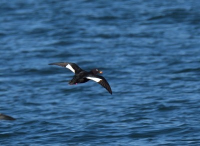 Velvet Scoter