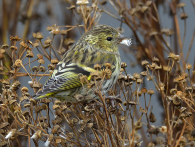 Siskin
