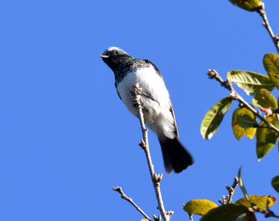 Blue-capped Redstart