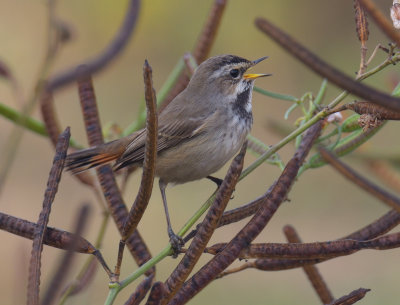 Bluethroat