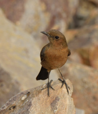 Brown Rock Chat