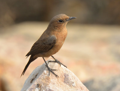 Brown Rock Chat