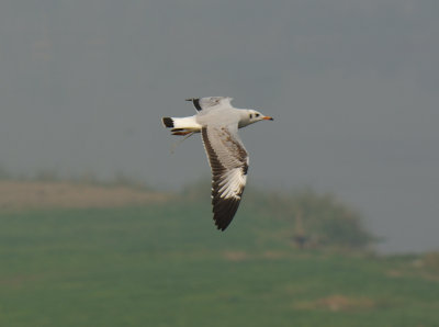 Brown-headed Gull