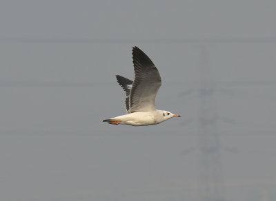 Brown-headed Gull