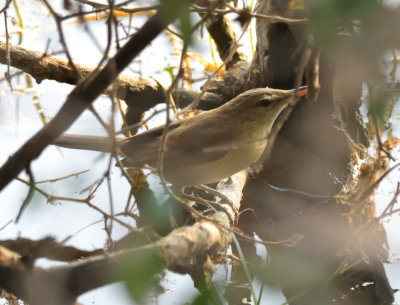 Clamerous Reed Warbler