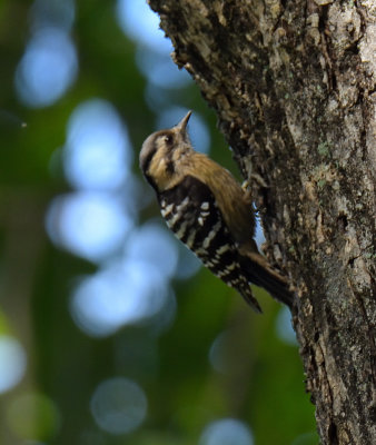Grey-capped Pygmy Woodpecker 