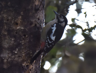 Himalayan Woodpecker 