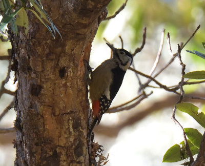 Himalayan Woodpecker 