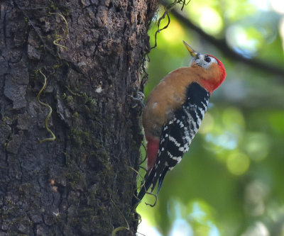 Rufous Woodpecker 