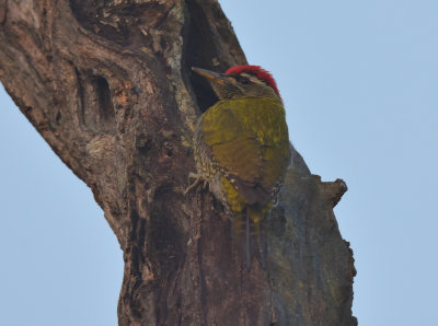 Streak-throated Woodpecker