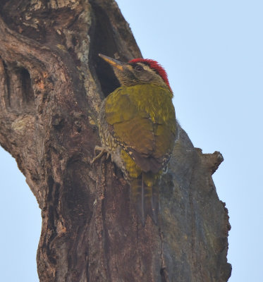 Streak-throated Woodpecker 