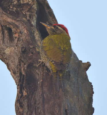 Streak-throated Woodpecker