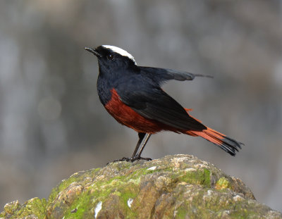 White-capped water Redstart