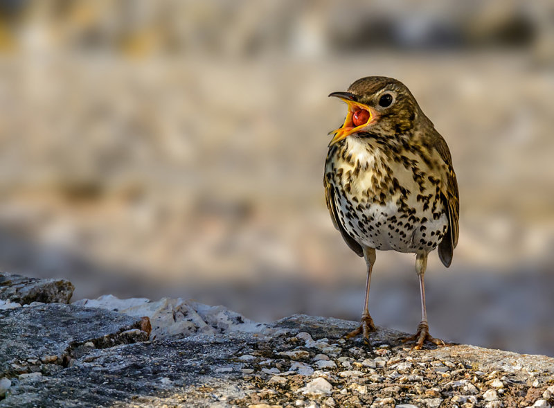 Song thrush in distress