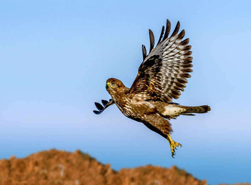 Common Buzzard