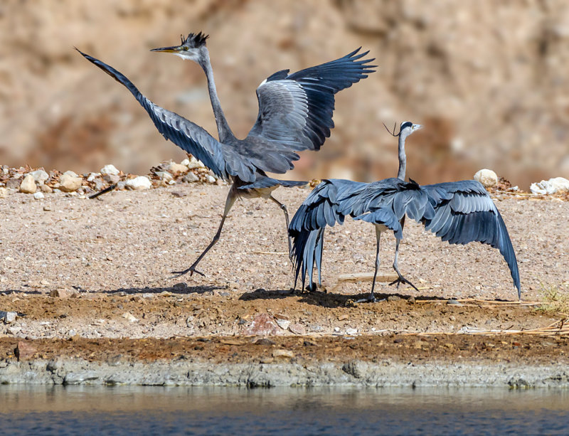 Dance of the herons