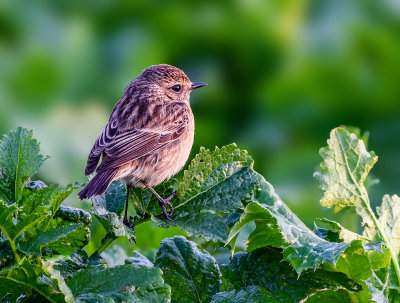 Stonechat