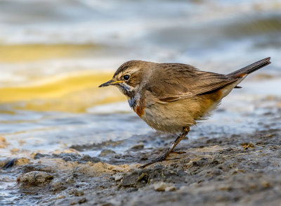 Bluethroat