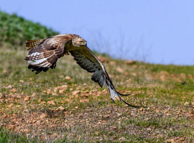 Long Legged Buzzard