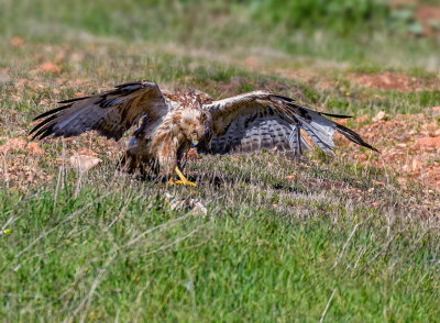 Short Toed Eagle