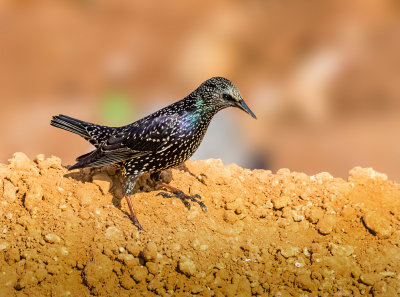 Starling