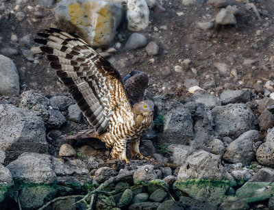 Honey Buzzard