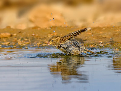 A morning bath