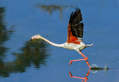 The Flight Across the Swamp