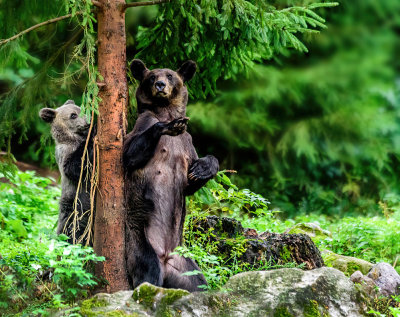 Carpathian Bears (slash) Romania