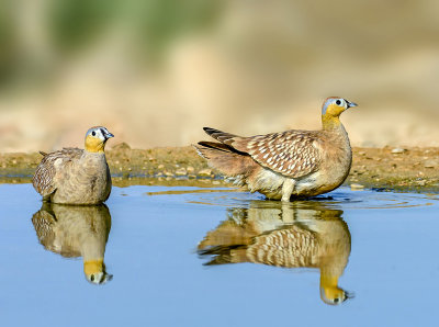 Crowned Sandgrouse