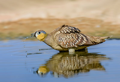 Crowned Sandgrouse