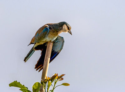 The Contemplative Roller