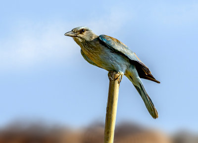 The Observant Roller