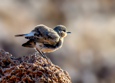 Angry Wheatear