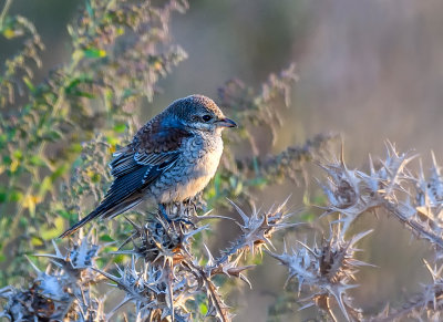 Red Backed Shrike