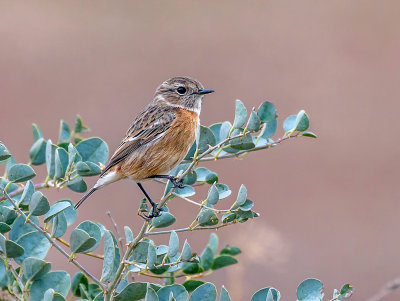 Stonechat