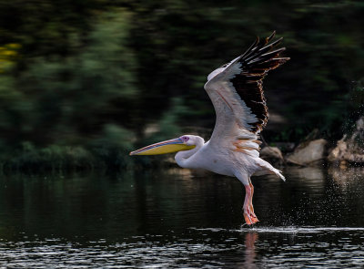 Walking on the water...