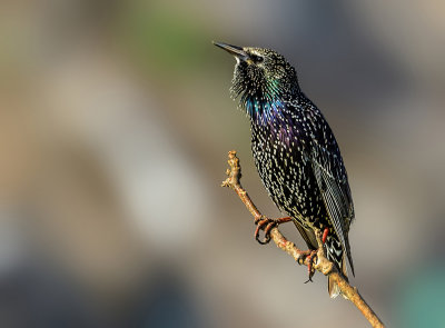 Starling