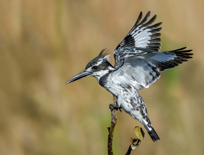 Pied Kingfisher