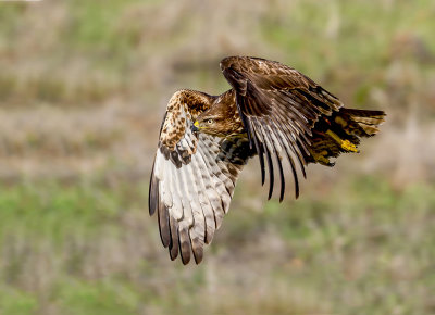 Low altitude reconnaissance