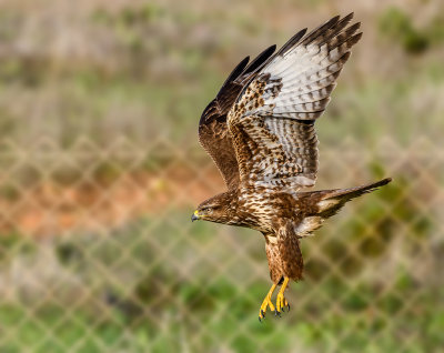 Landing at the right side of the fence...