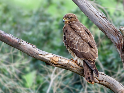 A gloomy buzzard