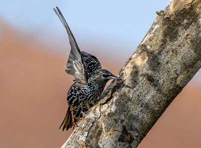 Starling hide and seek