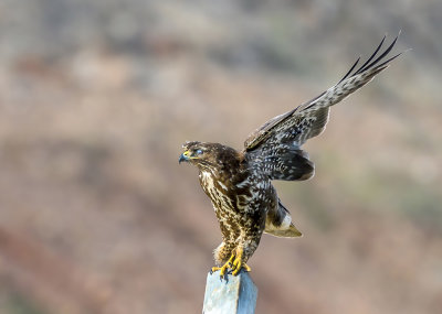 Common Buzzard