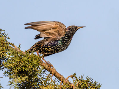 Fly starling, fly !