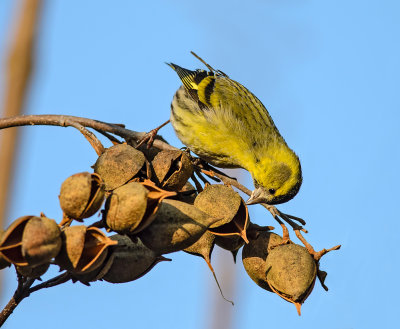 Siskin