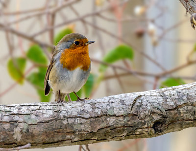 Little robin