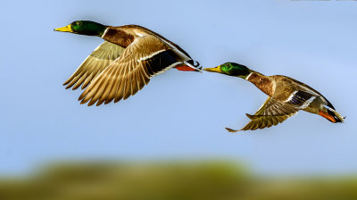 Two ducks in the sky