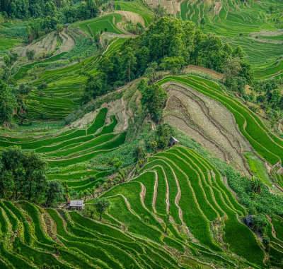 Yuanjiang rice fields