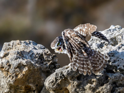 Little owl upset...